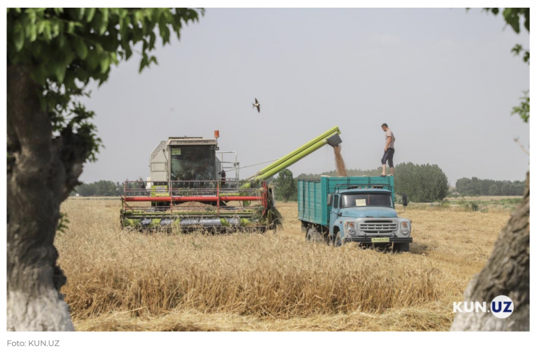 8 Millionen Tonnen Getreide werden erstmals in Usbekistan angebaut