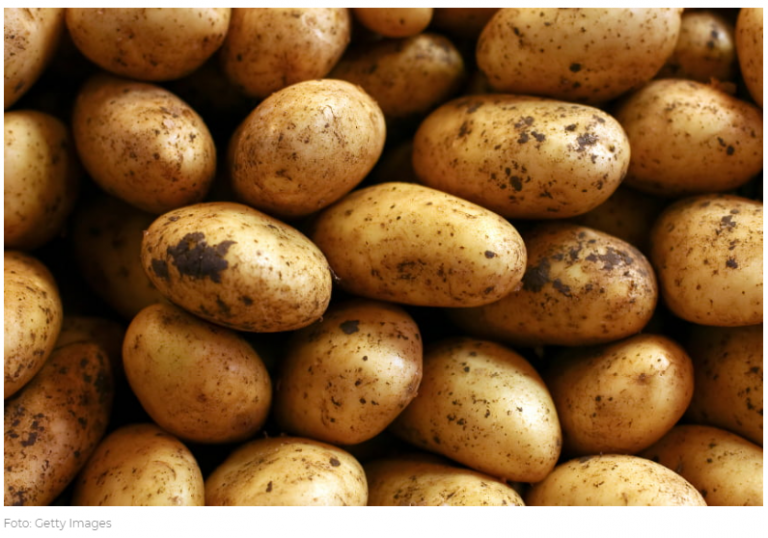 Das Volumen des Kartoffelanbaus in Usbekistan stieg um 3,3 %