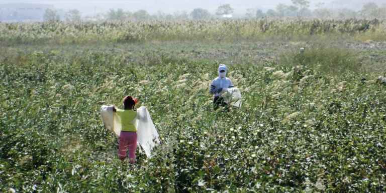 In Turkmenistan pflückt die Bevölkerung Baumwolle, auch Kinder