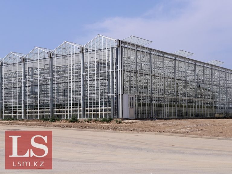 Sie wollen im Süden Kasachstans exotische Früchte anbauen