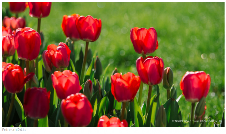 In Kasachstan wurde vorgeschlagen, das neue Jahr im Frühling zu feiern